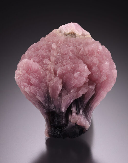 Elbaite Tourmaline "Mushroom"
